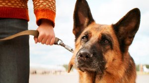 Пальма (2020) Трейлер