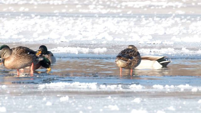 Утиные истории на Хопре! смотреть онлайн