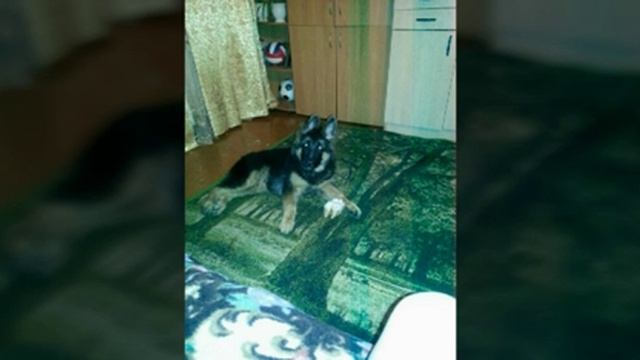 Как растёт немецкая овчарка )~Лорд Клаус из Сургутского поместия смотреть онлайн