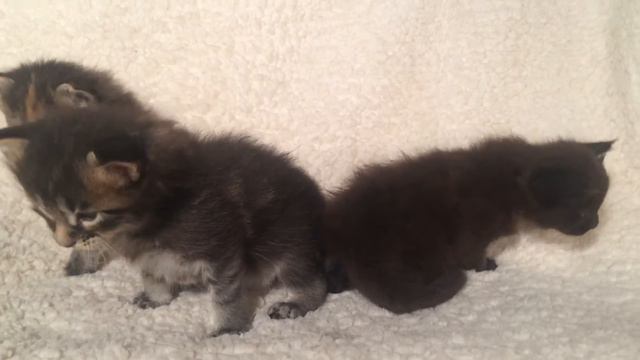 Котята Мейн-кун на продажу смотреть онлайн