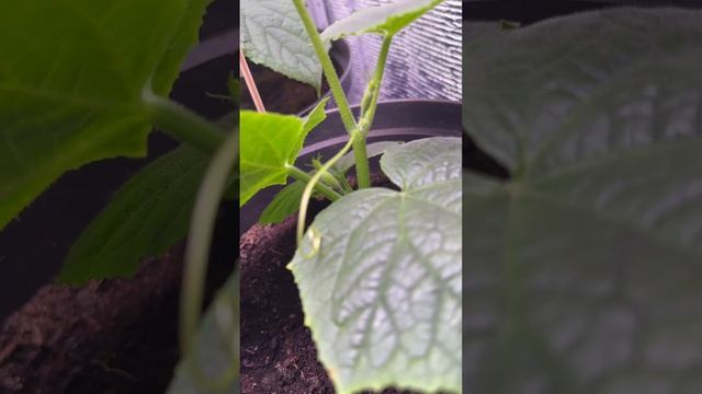 Вот почему я выращиваю только эти огурцы смотреть онлайн