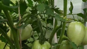 томаты оранжевый гигант и лискин нос