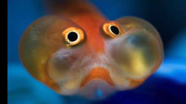 АСМР. Чтение книги. ASMR смотреть онлайн