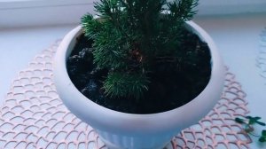 Как вырастить ёлочку в квартире | ёлочка | вырастить ёлку