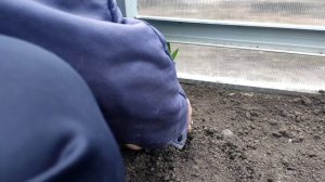 Пепино самый правильный уход и формирование кустов