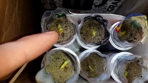 ➤ Как прорастить ФИСТАШКУ зимостойкую самому своими руками в домашних условиях. Посадка из семян