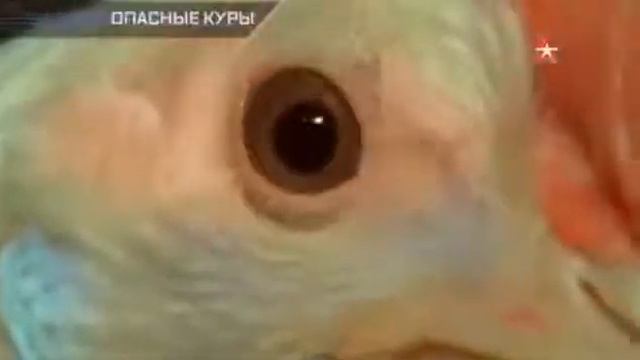 Научный детектив. Опасные куры 2015 смотреть онлайн