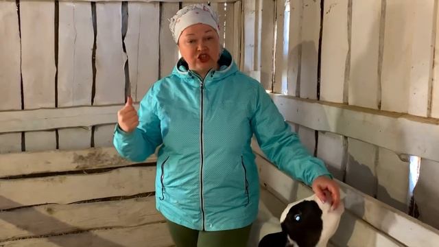 БЛЕДНЫЙ ТЕЛЁНОК ДРОЖИТ ОТ ХОЛОДА !??? смотреть онлайн