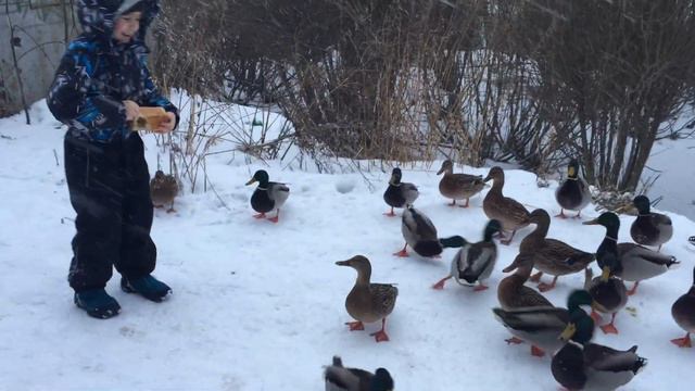 УТКИ зимуют в городе | ВОЛОГДА, Северо-Запад России смотреть онлайн