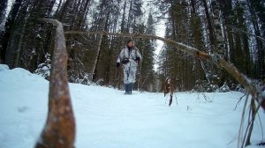 Охота на волка.Пришли волки.Вабить волков.Охота на куницу троплением.Промысел.Ставим капканы.