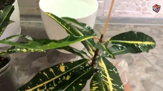 КРОТОН - БЫСТРАЯ РЕАНИМАЦИЯ с помощью биоглобина за одну неделю. Корневая заработала!