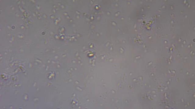 Сенная палочка из фитобактерина 40х 1 смотреть онлайн