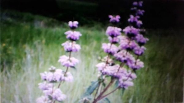 Зопник: лечебные свойства и противопоказания.