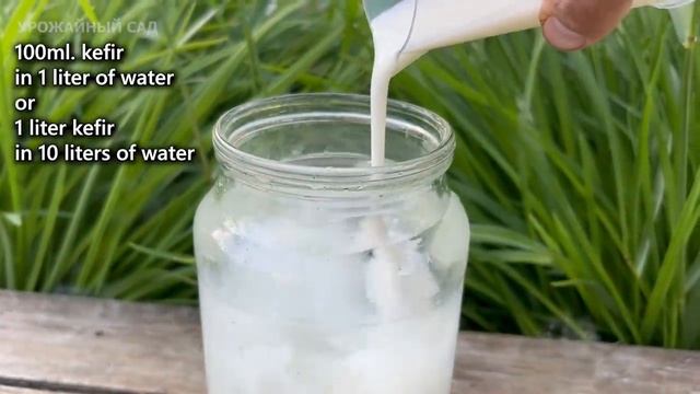 Капаю в Июне под каждый домашний и садовый цветок - сразу оживают и пышно зацветают! смотреть онлайн