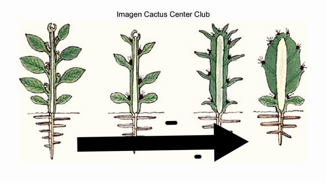 😯 ¿Cuál es el ORIGEN de los cactus | Adaptaciones actuales | ¡Algunos CACTUS conservan las hojas! 🌵 смотреть онлайн