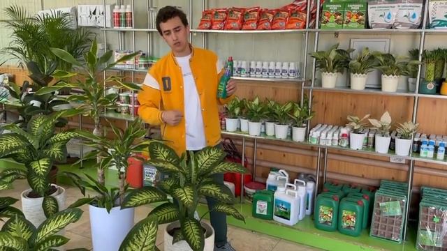 Диффенбехия гулини уй щароитида парварищлай Difenbaxiya guli смотреть онлайн