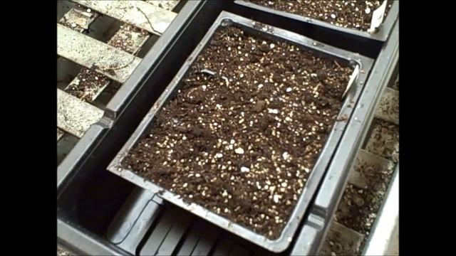 How To Grow  Passion Passiflora Flower Vine From Seed / Fall Update