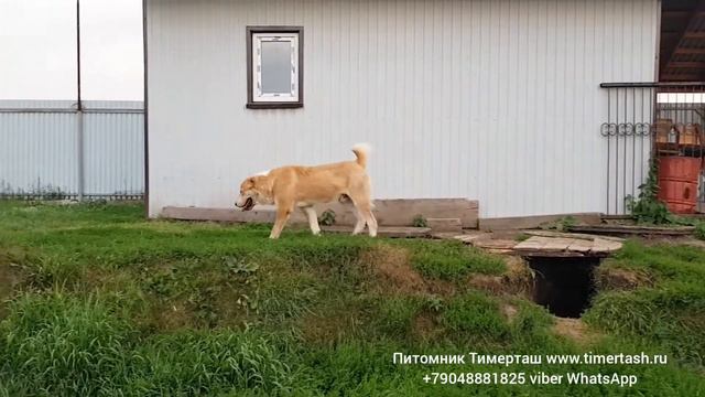 Среднеазиатские овчарки питомника Тимерташ Август 2020 Вопросы по +79048881825 viber whatsapp или смотреть онлайн