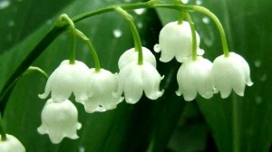 Чем Так Полезен ЛАНДЫШ Майский?