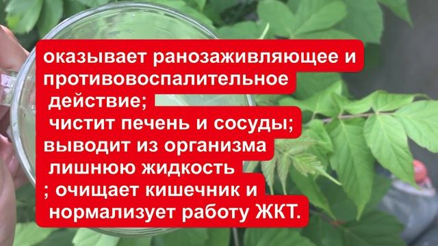 КОЛЕНИ НЕ БОЛЯТ! ДАВЛЕНИЕ ПРИДЁТ В НОРМУ, РАЗЖИЖАЕТ КРОВЬ! ЧУДО СОК, РЕЦЕПТ смотреть онлайн