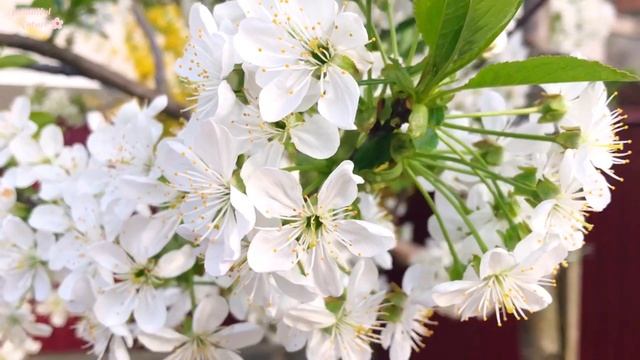 ✿ Цветущие деревья ? Безумно Вдохновляющая и Красивая Музыка Весны • Релакс видео • Spring day смотреть онлайн