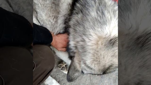 Человек псам друг