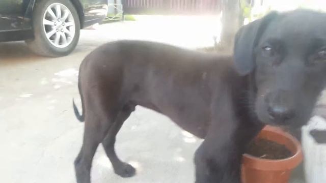 Это собака какая порода ?