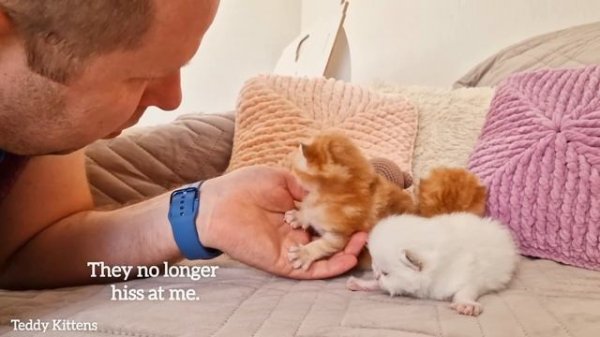 13th day after birth ? Cute fluffy british kittens