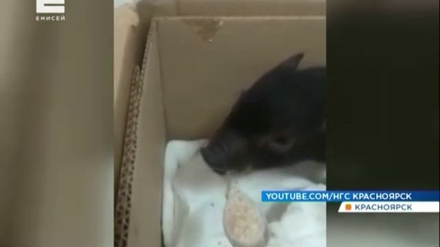 Мини-пига из школы Красноярска увезли домой смотреть онлайн