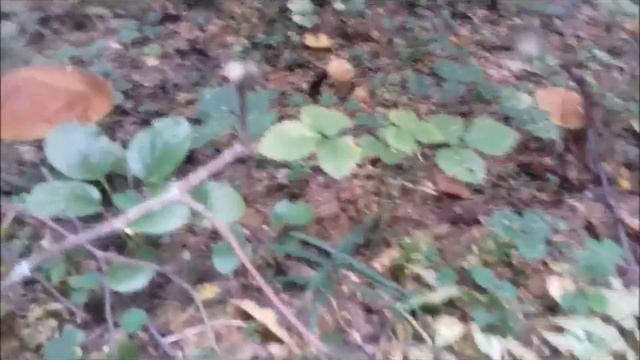 ЕЛОВЫЙ БЕЛЫЙ ГРИБ ИЛИ КРАСНЫЕ НАСТУПАЮТ!!! смотреть онлайн