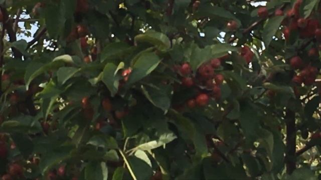 Ветреница японская. смотреть онлайн