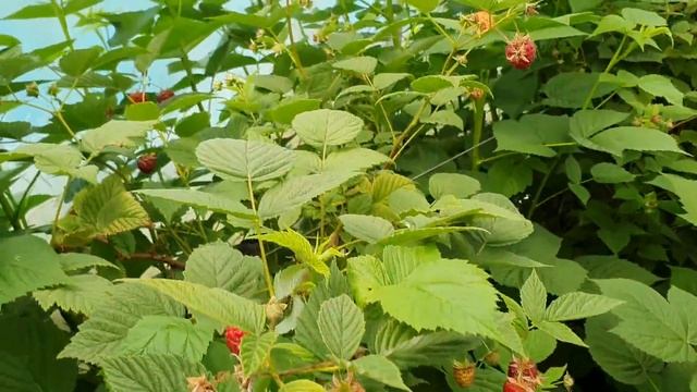 Crimson Night (Кримсон Найт) ремонтантный сорт малины Американской селекции смотреть онлайн