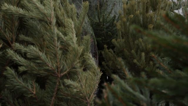 В Крылатском открылся елочный базар смотреть онлайн