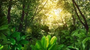 Футаж. Волшебный лес. Background Magical forest