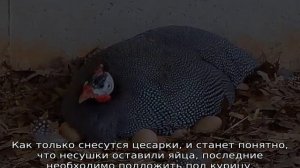 Сколько сидят цесарки на яйцах?