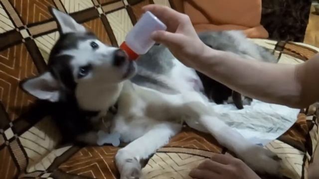 Хаски и соска смотреть онлайн