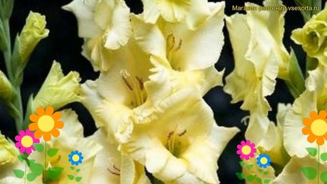 Гладиолус гибридный Беббуанн. Краткий обзор, описание характеристик, где купить луковицы Debbyann смотреть онлайн