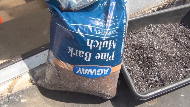 Italian Golden Honey fig tree repot смотреть онлайн