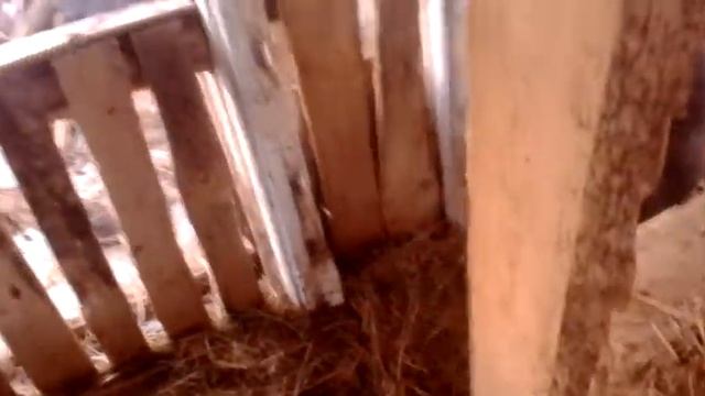 апрель 2018.Неприхотливые вьетнамские поросята.О содержании в конуре. смотреть онлайн