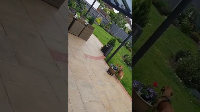French Bulldog × Cocker spaniel 7 смотреть онлайн