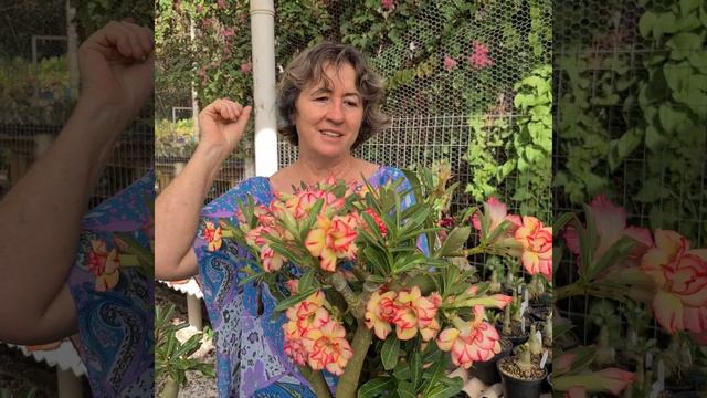 ECLIPSE, Adenium Obesum, Apolonia Grade