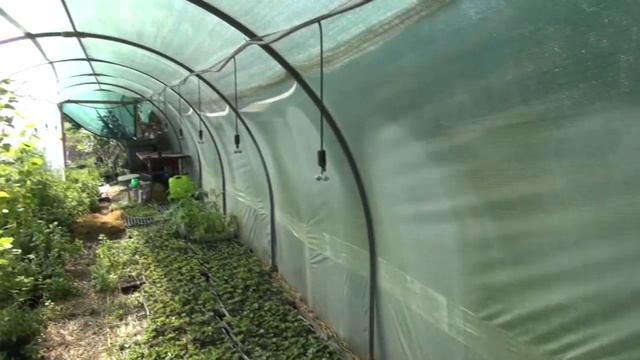 Как Сделать Хорошую (Супер) Рассаду Клубники в Стаканчиках, Кассете или Копанку. смотреть онлайн