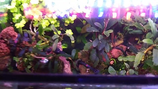 #aquarium#tank#bucephalandra#аквариум Мелкий вид Буцефаландры "Black phantom super mini" зацвёл??? смотреть онлайн