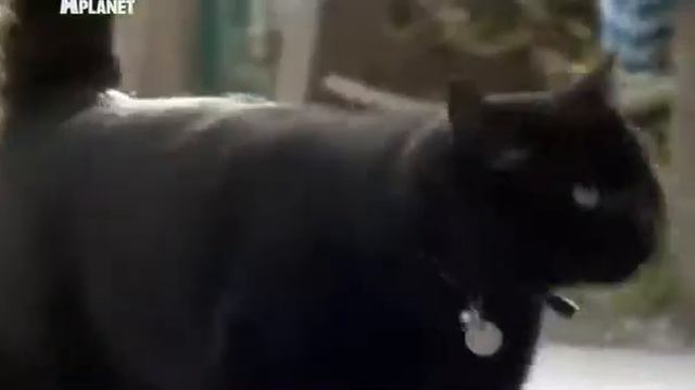 101kote.ru Домашняя короткошерстная кошка. Domestic Shorthair 101cats
