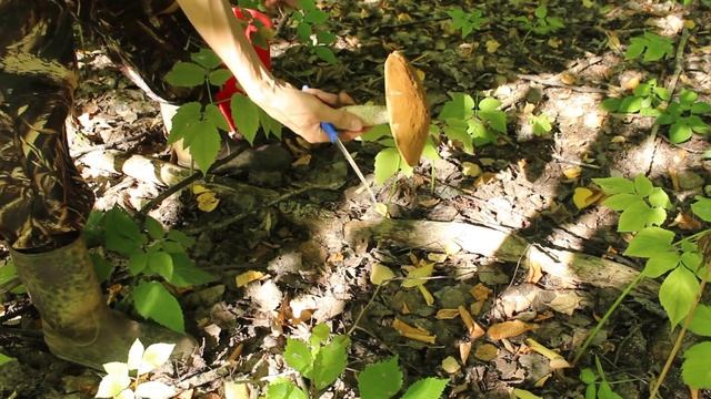 Красные шапочки торчат из травы. Вот они, вкусные и полезные Подосиновики смотреть онлайн