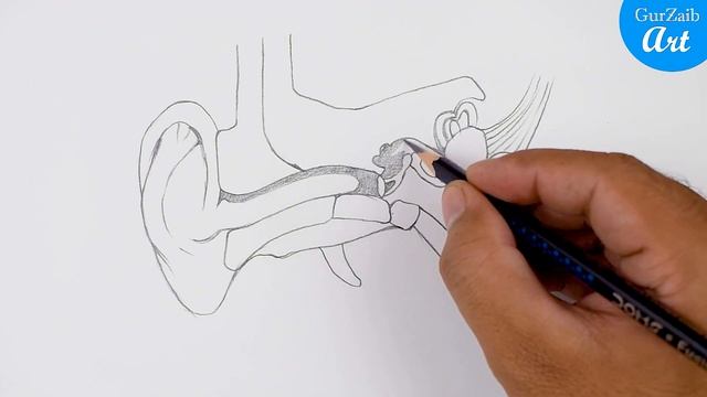 Ear Diagram drawing CBSE || easy way || Draw Human Ear anatomy - Step by step for beginners смотреть онлайн