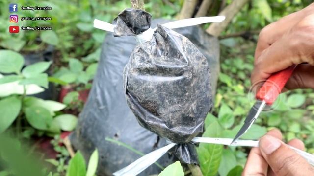 Don't Air Layering Your Tree Before Your Know This Trick Hacks смотреть онлайн
