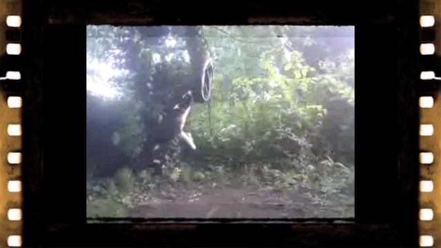 Stuff Training. Дрессировка стаффа.