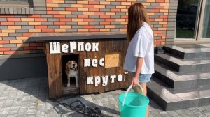 ШЕРЛОК ПРОТИВ СВОИХ СТРАХОВ. БРОС ШОУ ПЕТ