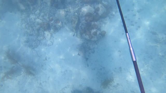 Spearfishing for Sheepshead at Content Keys and searching for Grouper Holes. смотреть онлайн